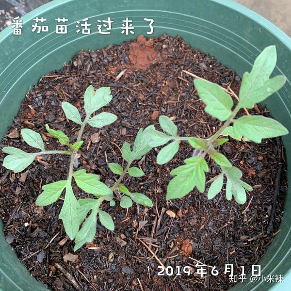 盆栽蔬菜种植攻略 知乎