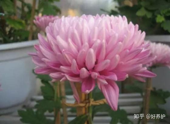 19种菊花的品种 涨知识了 知乎