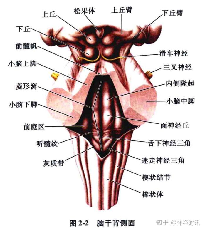 大脑脑干结构图解剖图图片