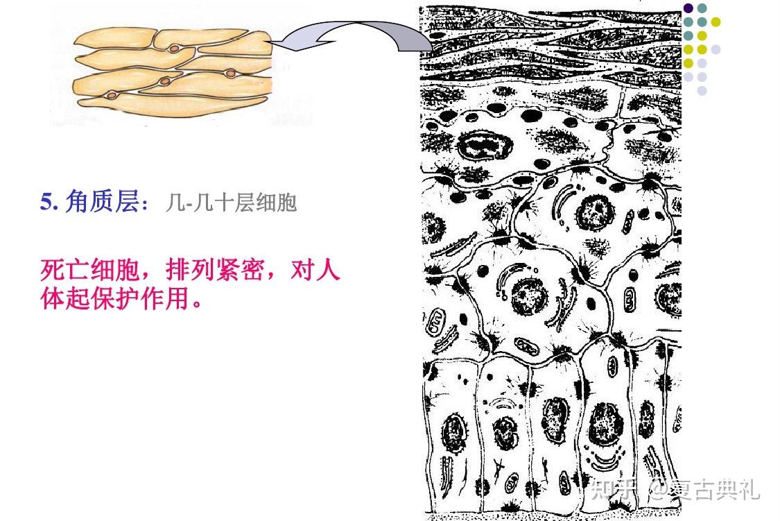 肌肤表皮结构与概括 - 知乎