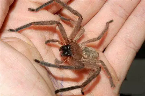 澳洲留学安全吗想申请澳洲读博然而很怕虫子