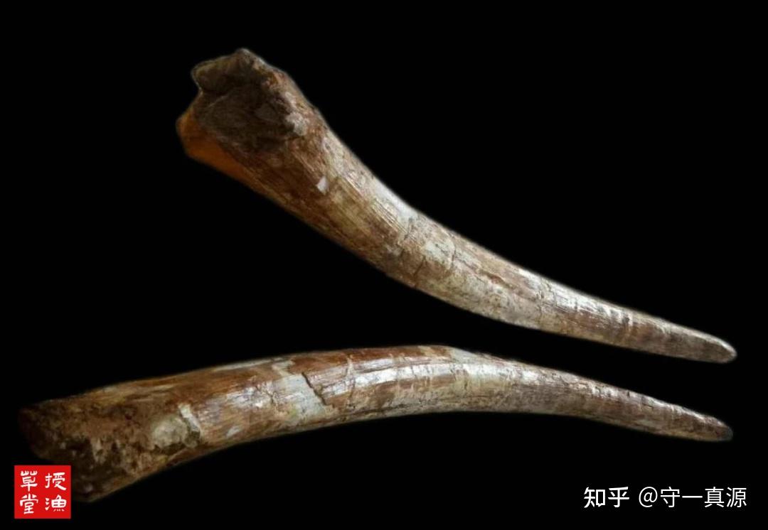 授渔草堂 | 龙骨鉴别图述及产地采挖 - 知乎