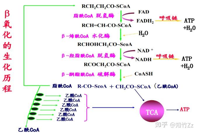 生物化学高频考点(四十一)之脂肪酸的氧化内容及思维导图 - 知乎