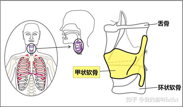甲状软骨 Thyroid Cartilage 甲状软骨和环状软骨的位置 双偶网