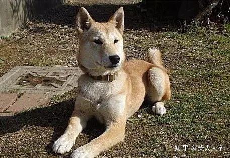 柴犬は全部で5種類!绳纹柴,山陰柴,美濃柴,信洲柴,川上柴