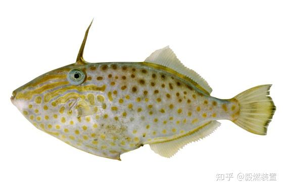 山东鱼场主|“老鼠鱼”“耗儿鱼”你知道绿鳍马面鲀是什么吗 - 知乎
