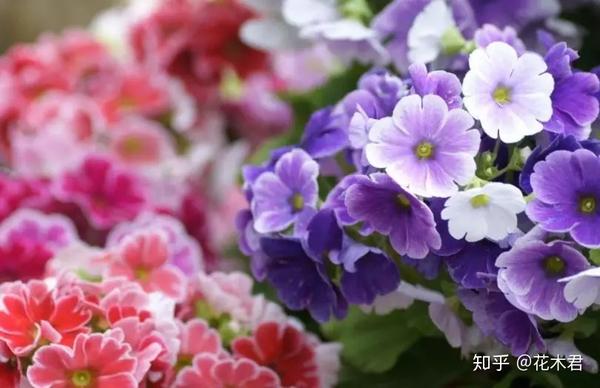 如何让您的报春花开花早 并且花朵繁茂 知乎