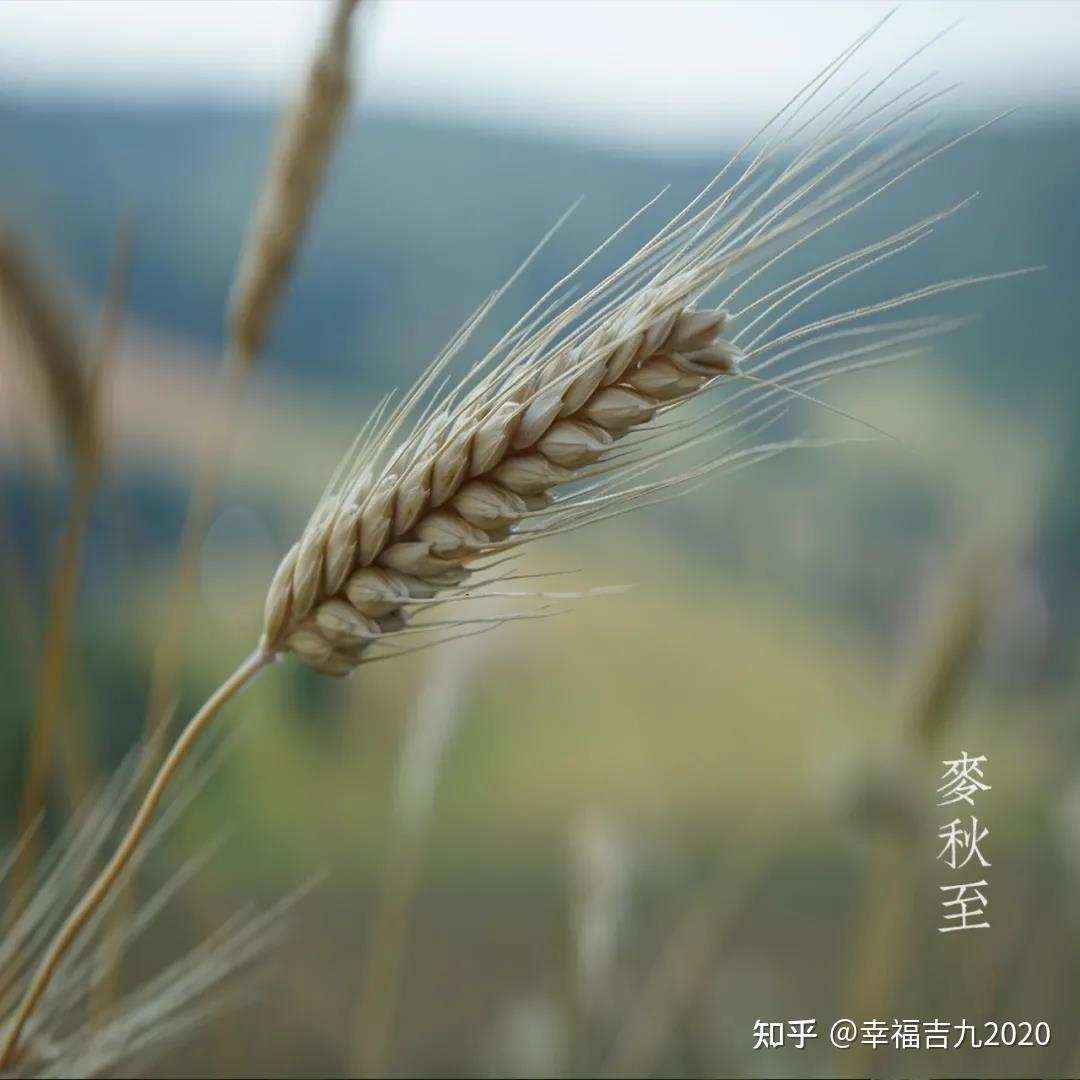 小满丨中谷道全素清中国粮夏之味