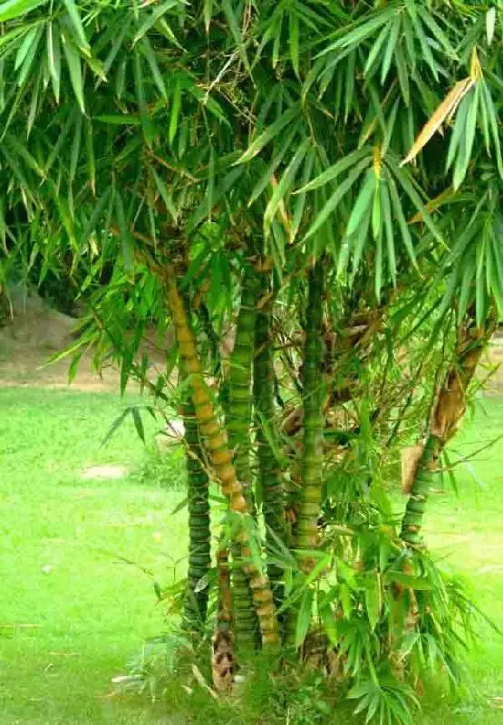 罗汉竹盆景的造型与鉴赏