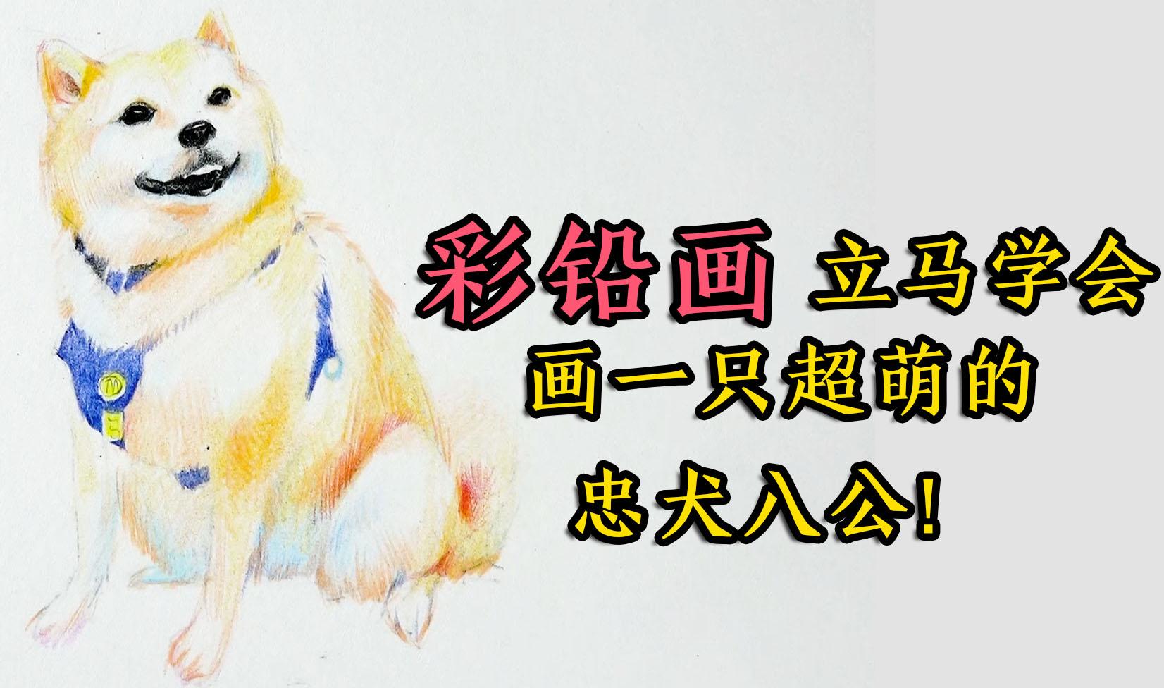 彩铅画立马学会画一只超萌的忠犬八公
