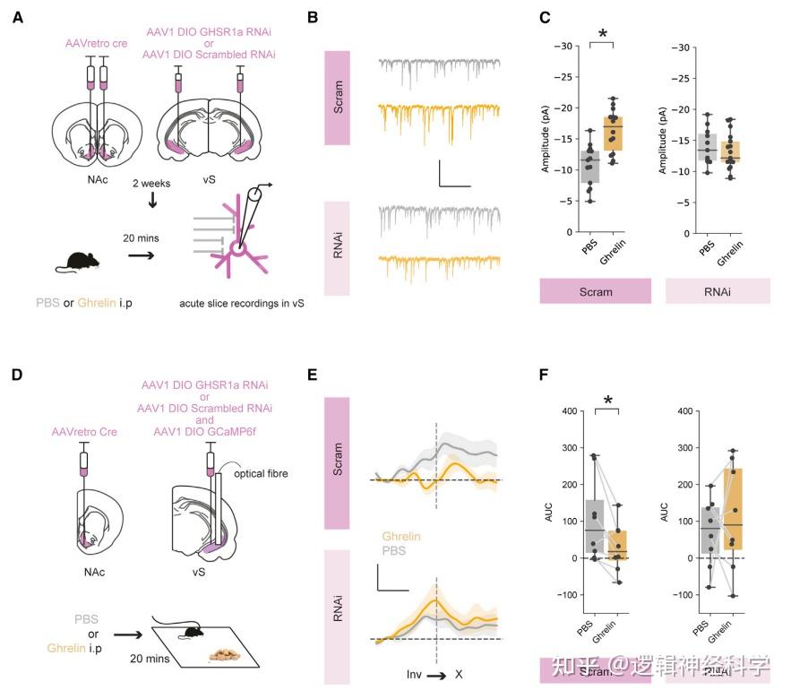 neuron英國倫敦大學科研團隊發現海馬胃飢餓素信號對進