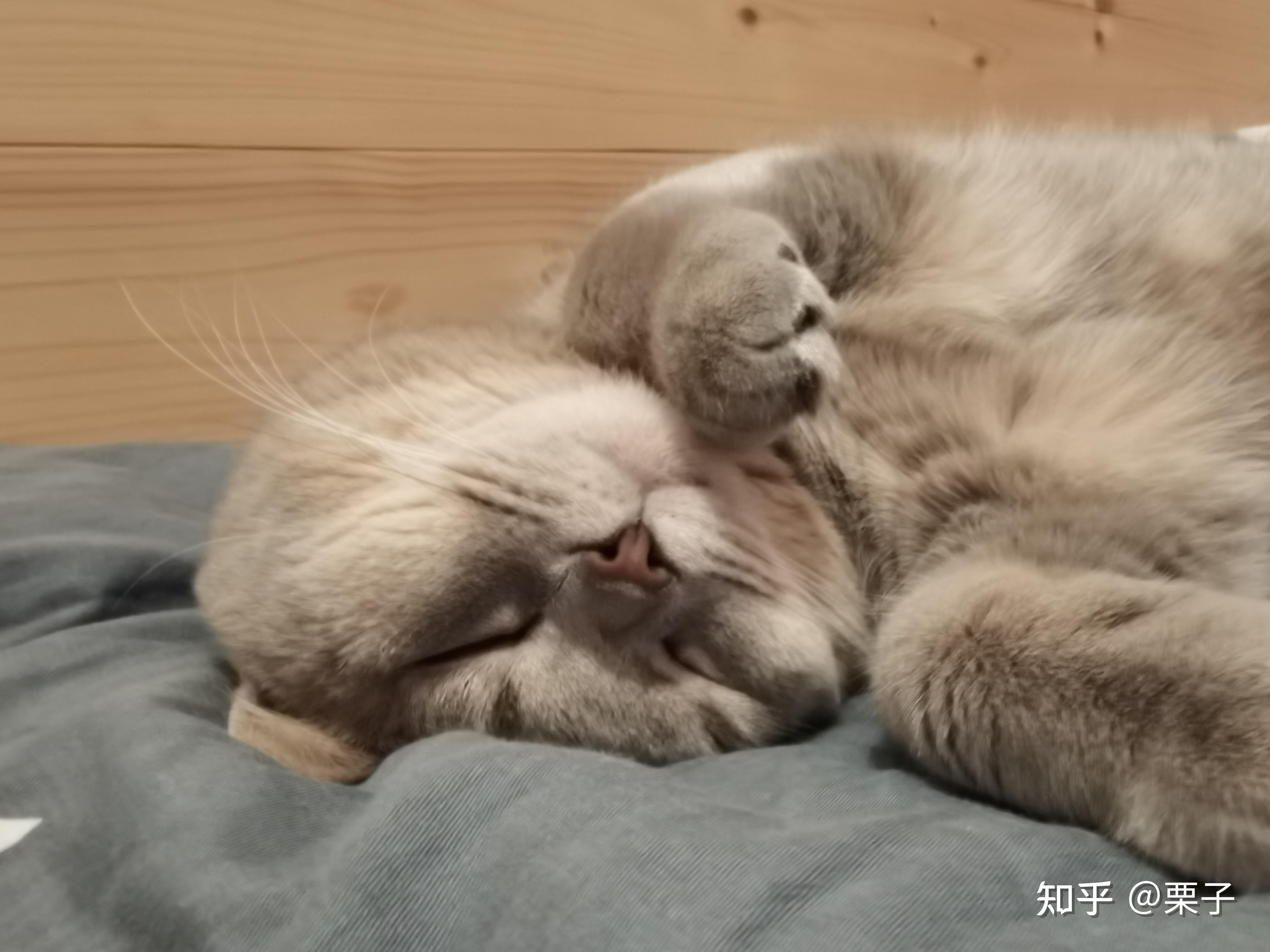 有没有人养蓝乳英短?有没有好看的蓝乳色英短的图呀?