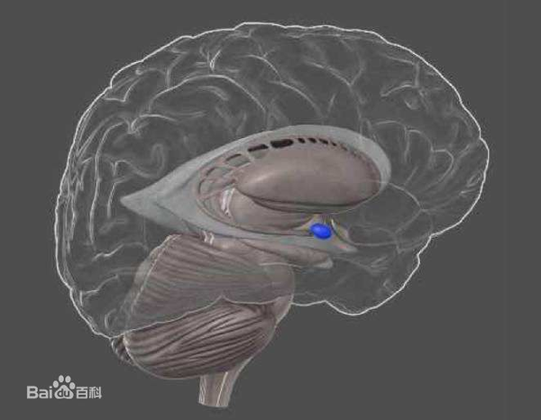 情绪-认知-记忆大脑神经机制 脑边缘系统下丘脑Papez环路 恐惧和焦虑杏仁核 情绪与记忆 情绪—快乐 - 知乎