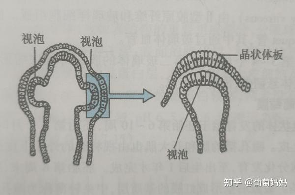 眼的胚胎发育 - 知乎