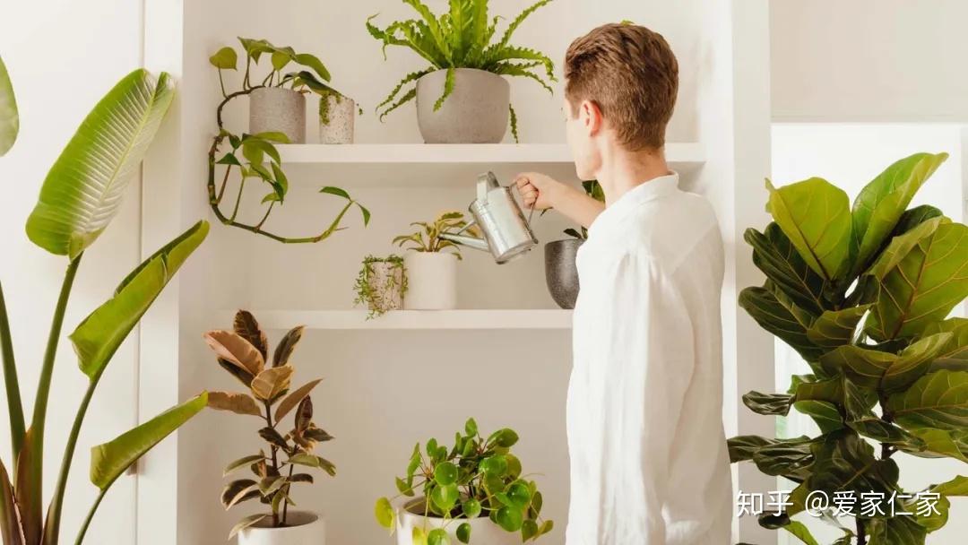 室内绿植推荐净化空气耐活 v2-188d91916ded11919ec15de0c40d3a05_r.jpg