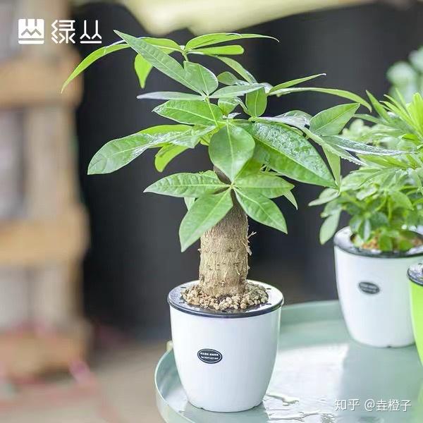 高锰酸钾处理植物烂根 高锰酸钾土壤消毒方法 高锰酸钾泡植物根多久