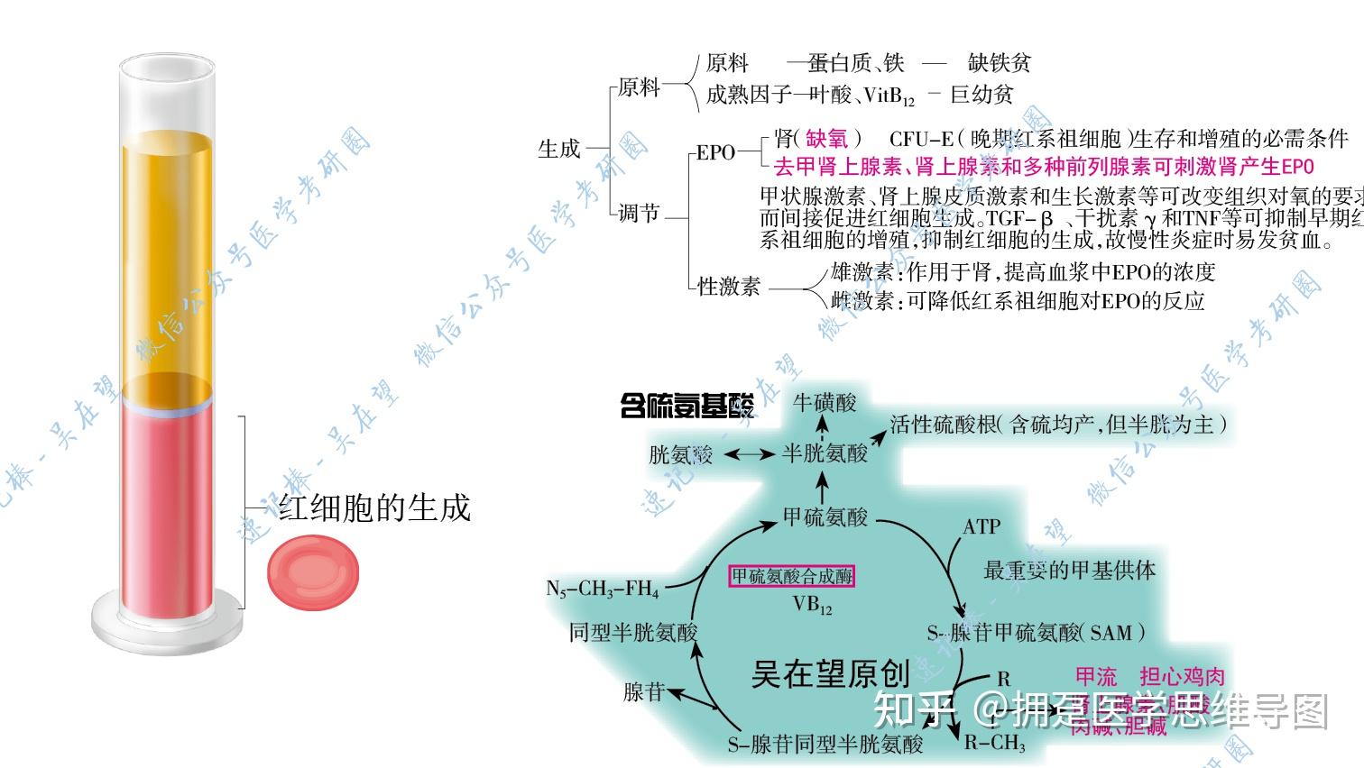 思维导图图片记忆缺铁性贫血吴在望