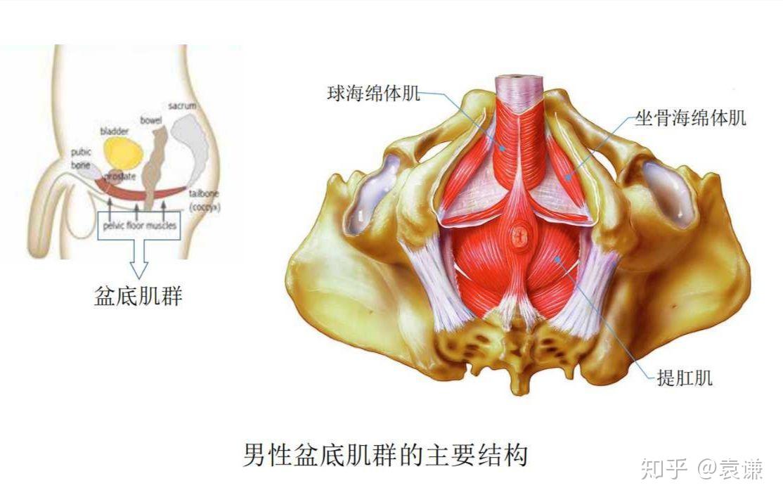 男性盆底肌功能失调还包括后尿道周围的小肌肉