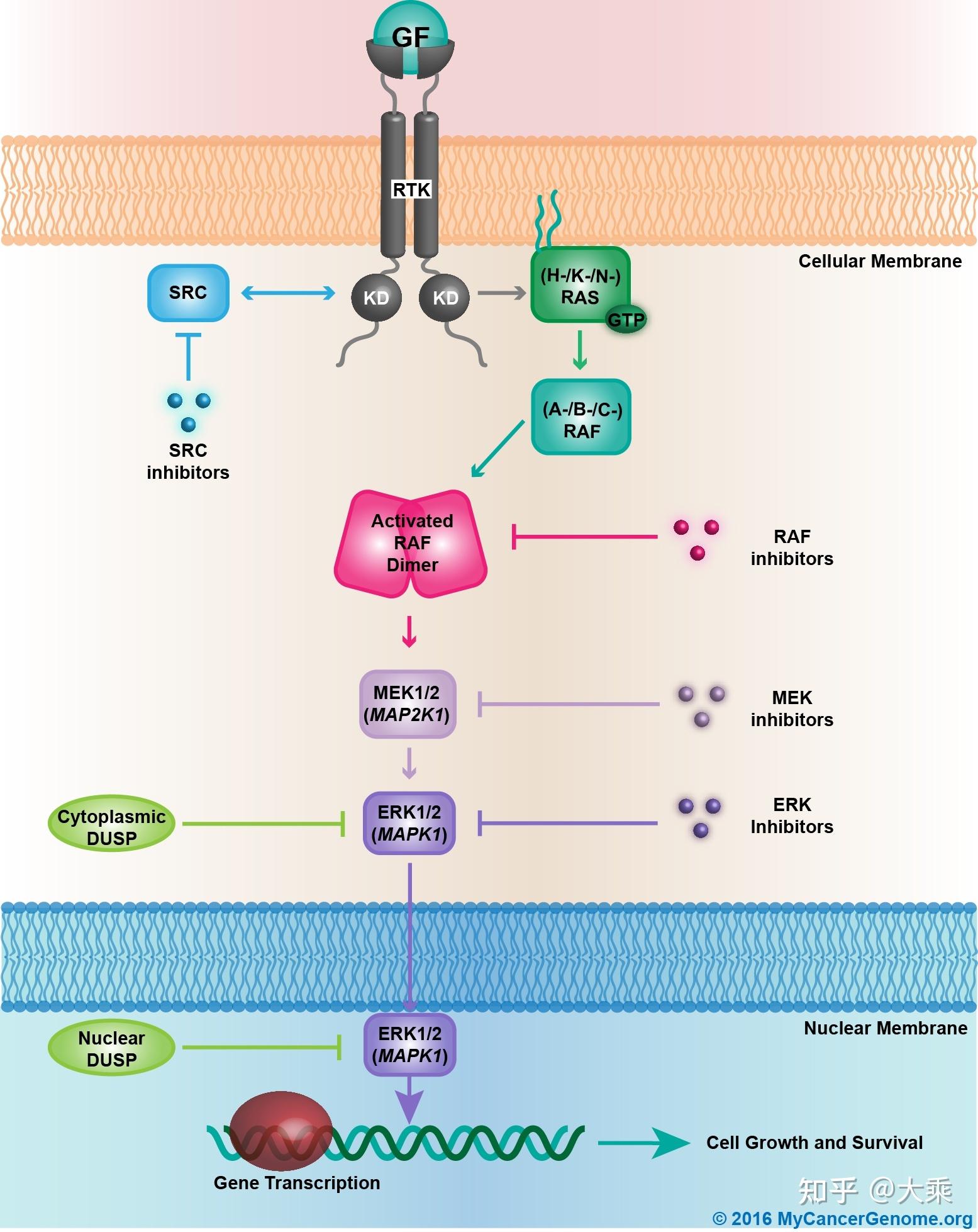 携带KIAA1549-BRAF基因融合的梭形细胞未分化肉瘤的治疗策略 - 知乎