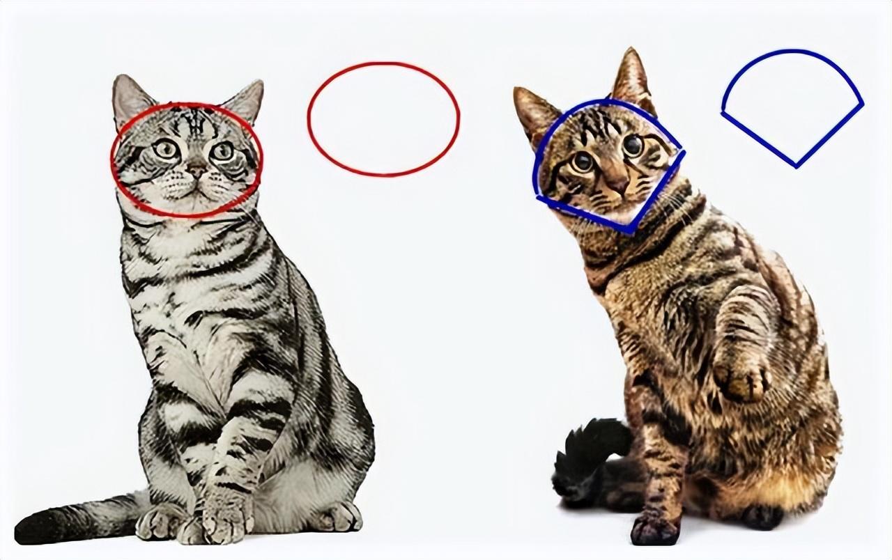 7,看毛发狸花猫:毛发颜色主要是以棕色为主,还有的是黄色的,被叫做