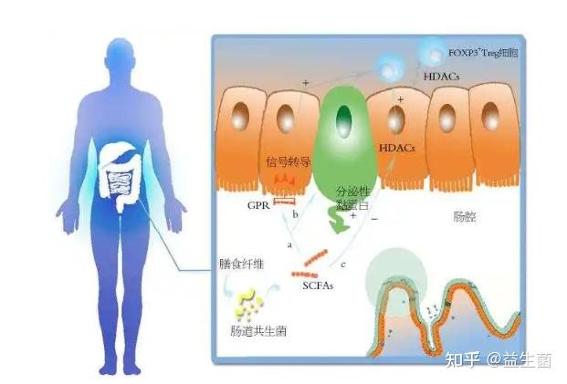 吃益生菌之前，千万别乱吃，一定要搞清楚这几个问题！