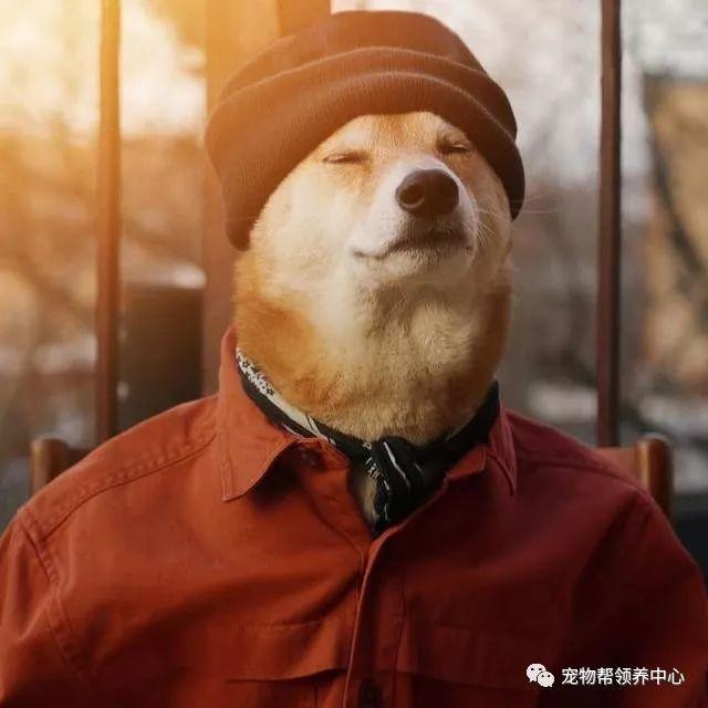 知乎大神有没有跟这个类似的柴犬穿衣服的头像