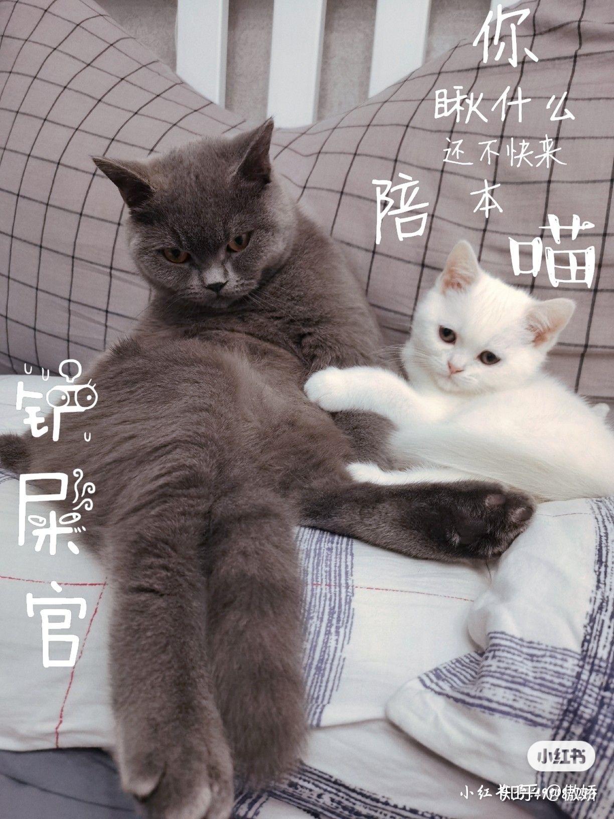 猫群,养猫群,交流群 - 知乎