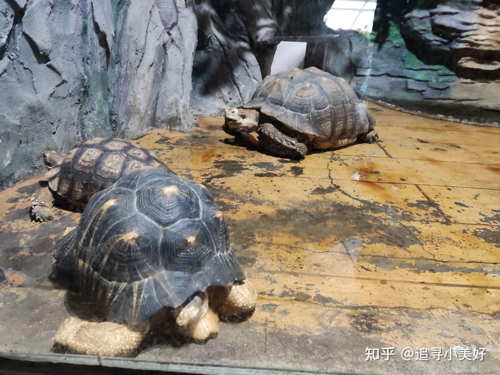 石家庄动物园旅游攻略 石家庄动物园好玩吗？ - 知乎