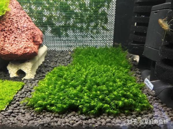 60缸能养多少条短鲷_短鲷缸水流_短鲷缸铺什么底砂