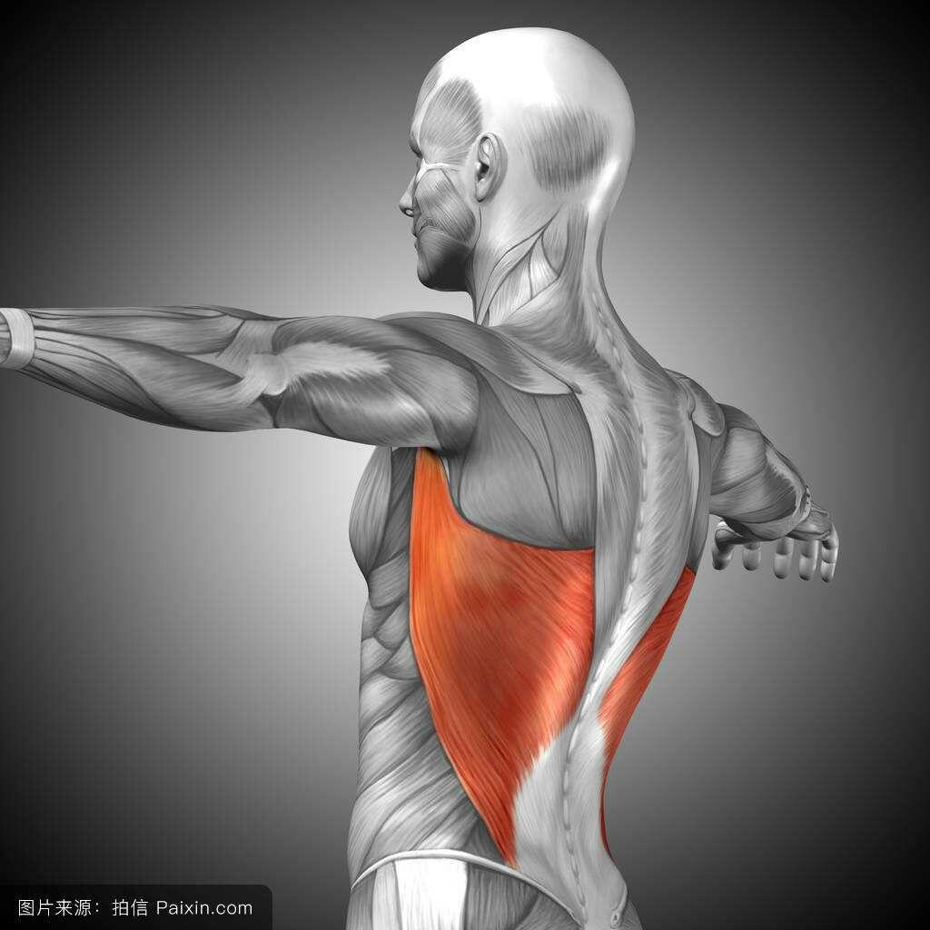 背部训练如何让大圆肌不发力? - 知乎