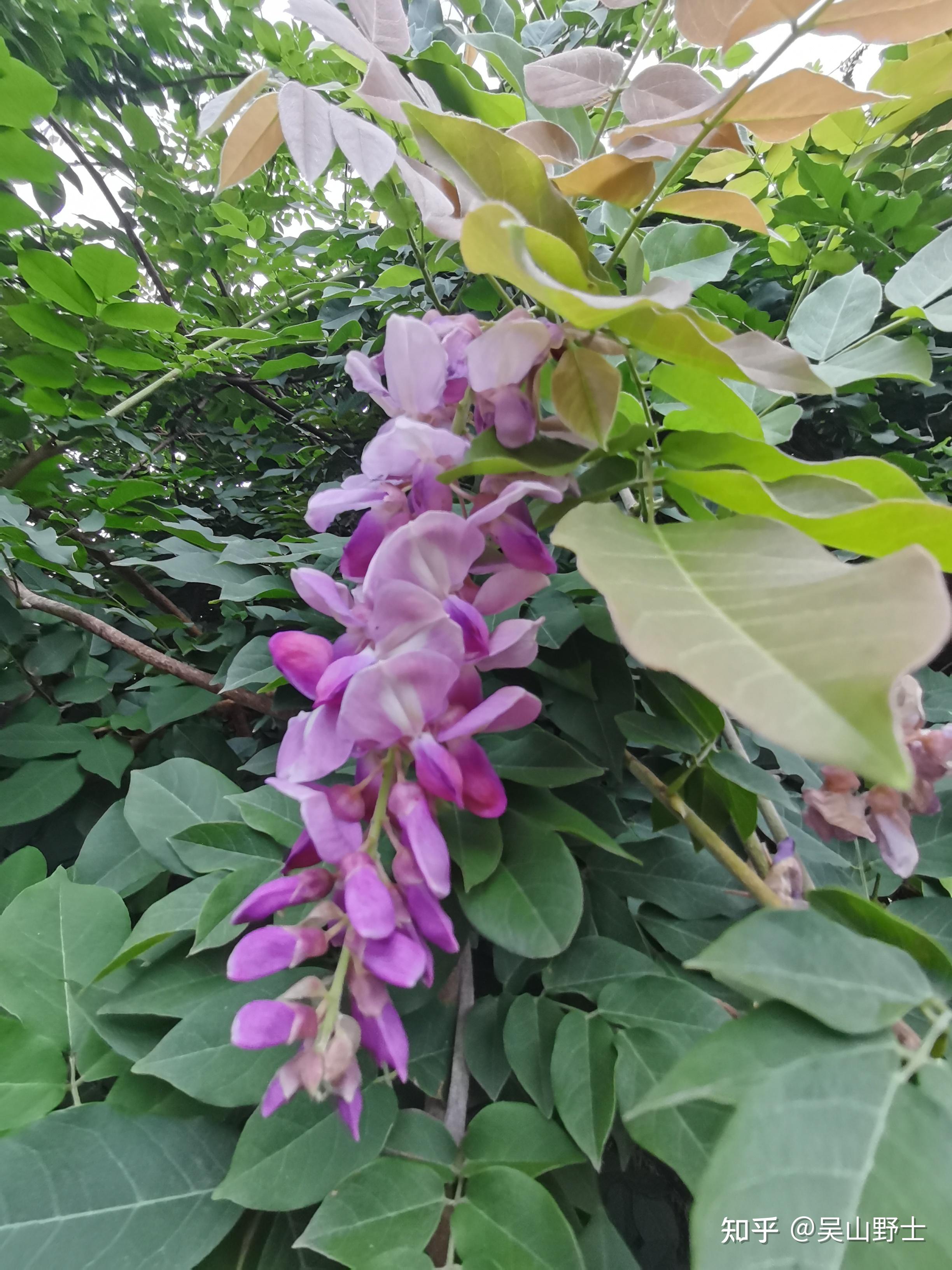 藤萝,朱藤,招豆藤,朱藤,藤花菜,黄环,小黄藤,小黄草,紫金藤,轿藤,黄纤