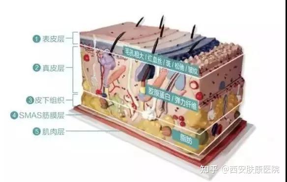 人剖腹产缝合几层图解图片