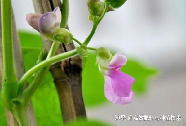 豆角容易落花、结荚少怎么办？花期管理需注意四点 - 知乎
