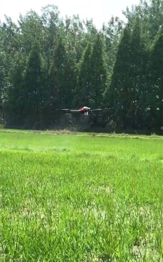 极飞植保无人机作物应用水稻田蓟马防治作业记录
