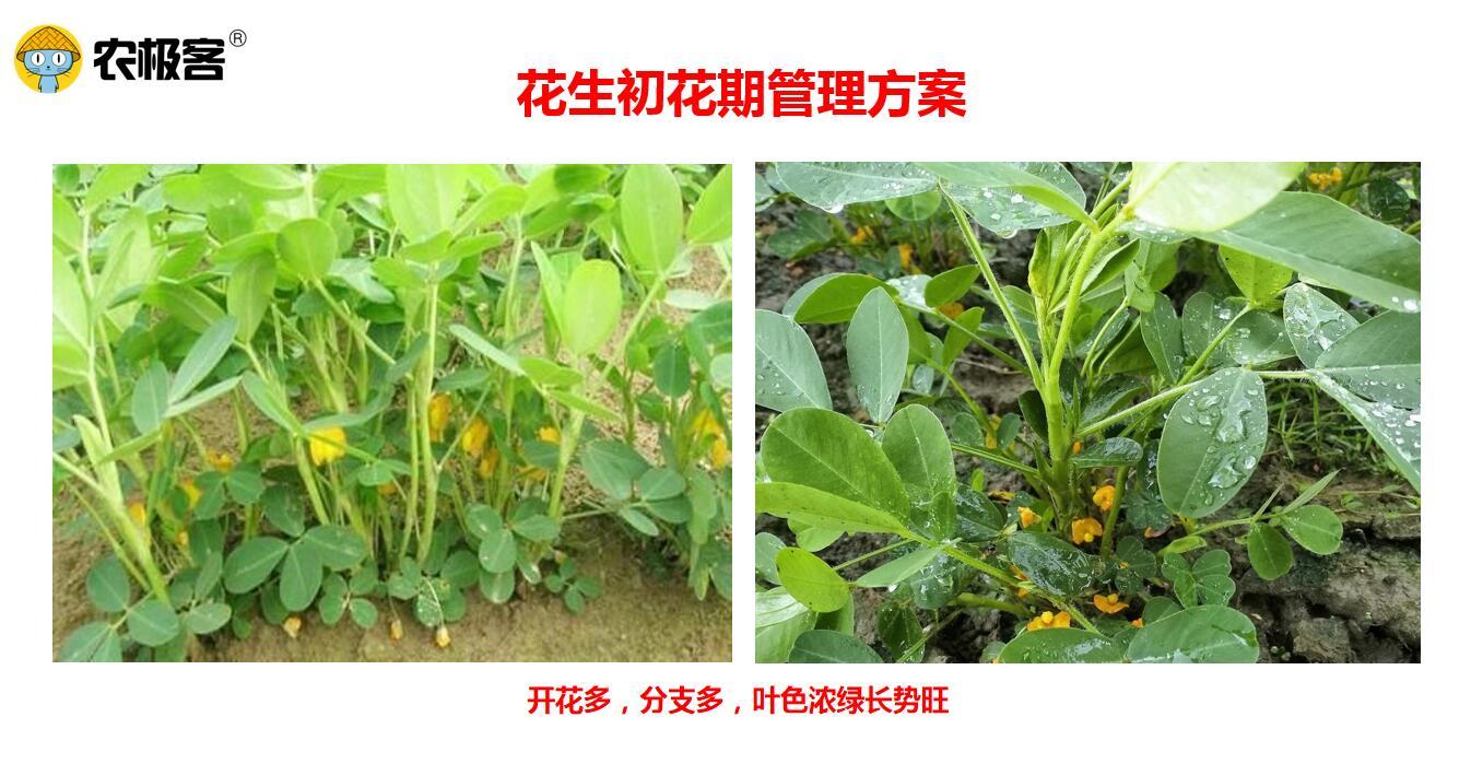 花生整个生长周期的种植管理方案【干货分享】