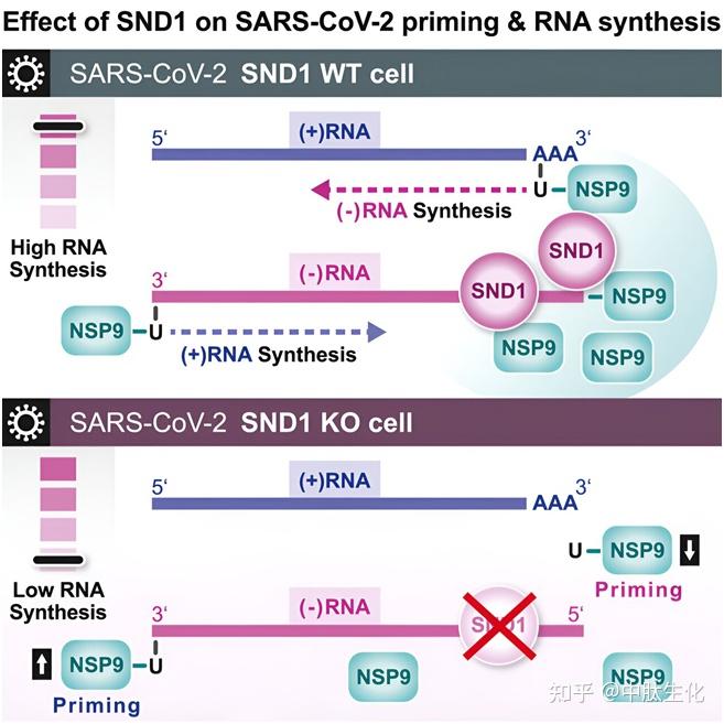 Cell：揭示新冠病毒在受感染的宿主细胞中启动病毒复制机制 - 知乎