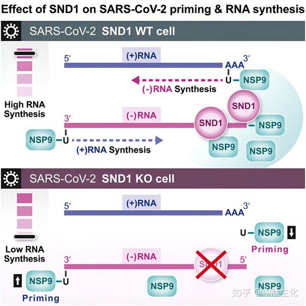 Cell：揭示新冠病毒在受感染的宿主细胞中启动病毒复制机制 - 知乎