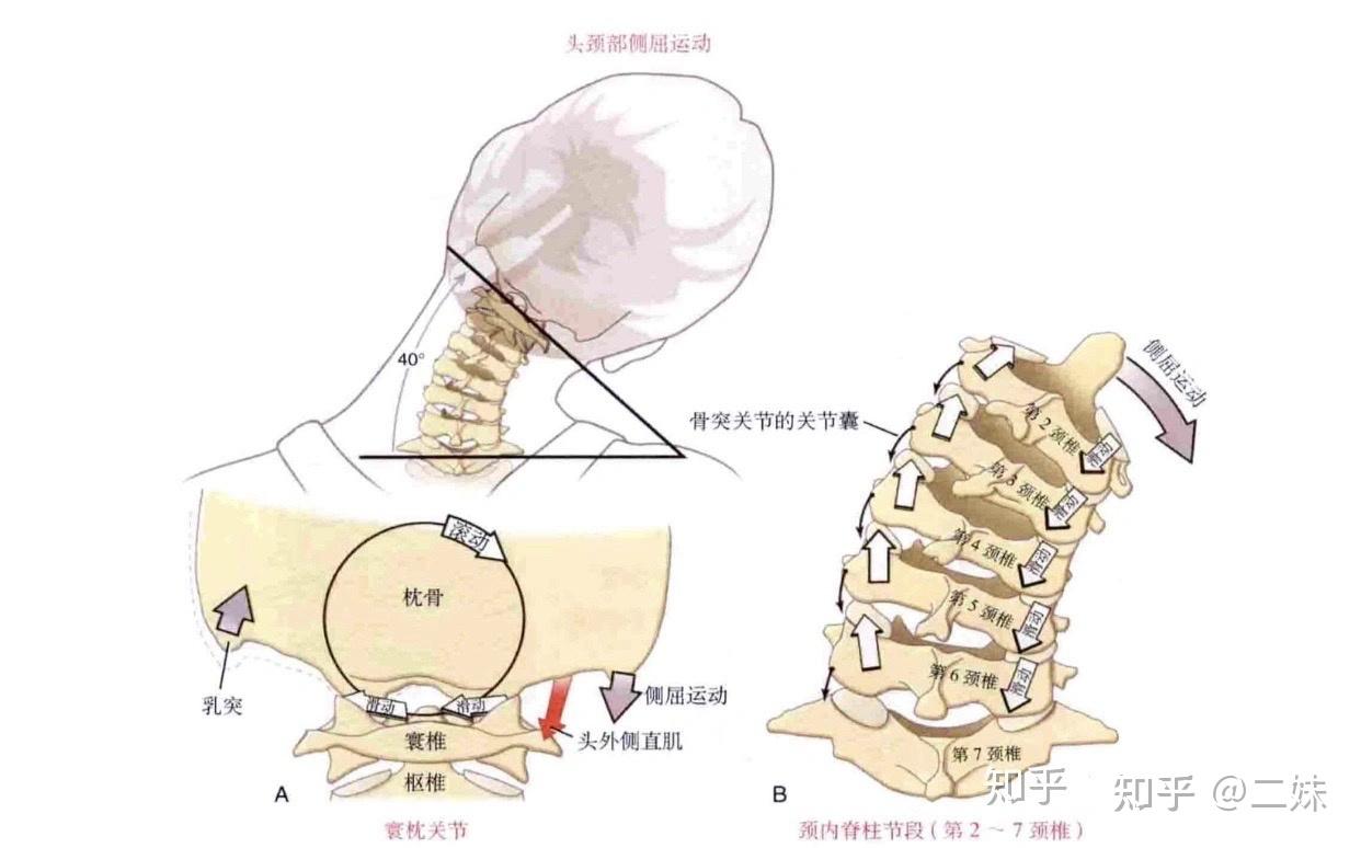 一天一点解剖学颈椎之寰枢与寰枕