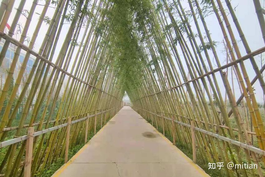 竹类植物识别图鉴(超全),值得珍藏! - 知乎