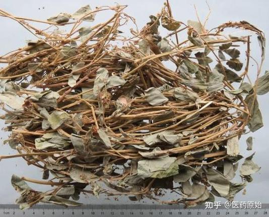 广金钱草药材广金钱草广金钱草性状鉴别