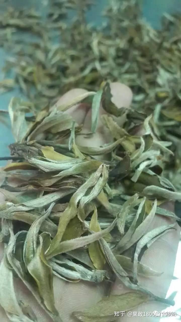 古树茶种植在缅甸北部果敢老街喝出健康才是好茶