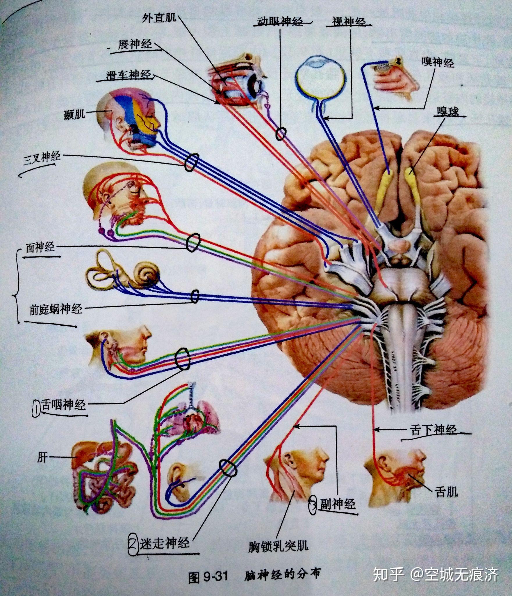 非脑神经核图片