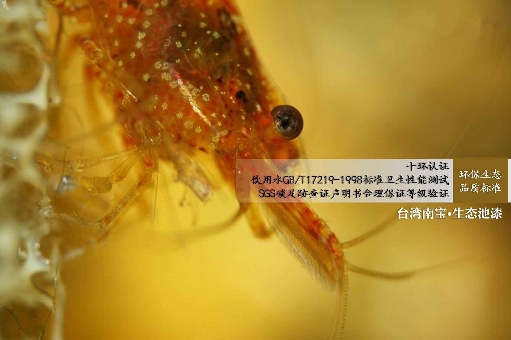 南美白对虾养殖常见病白鳃白尾症_水产图片_中国水产养殖网