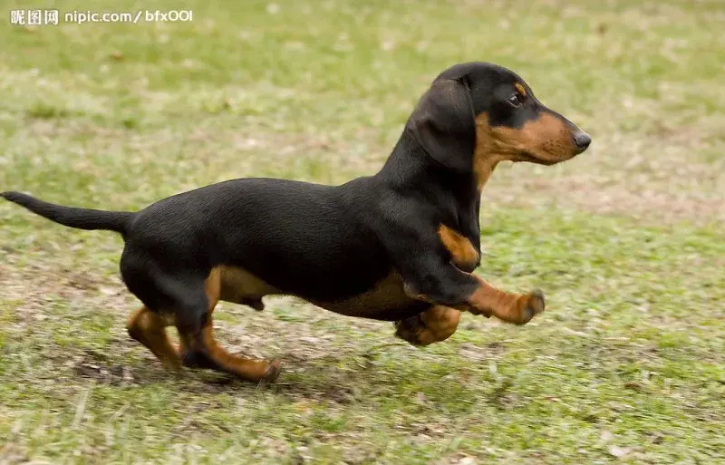 每日一宠腊肠犬