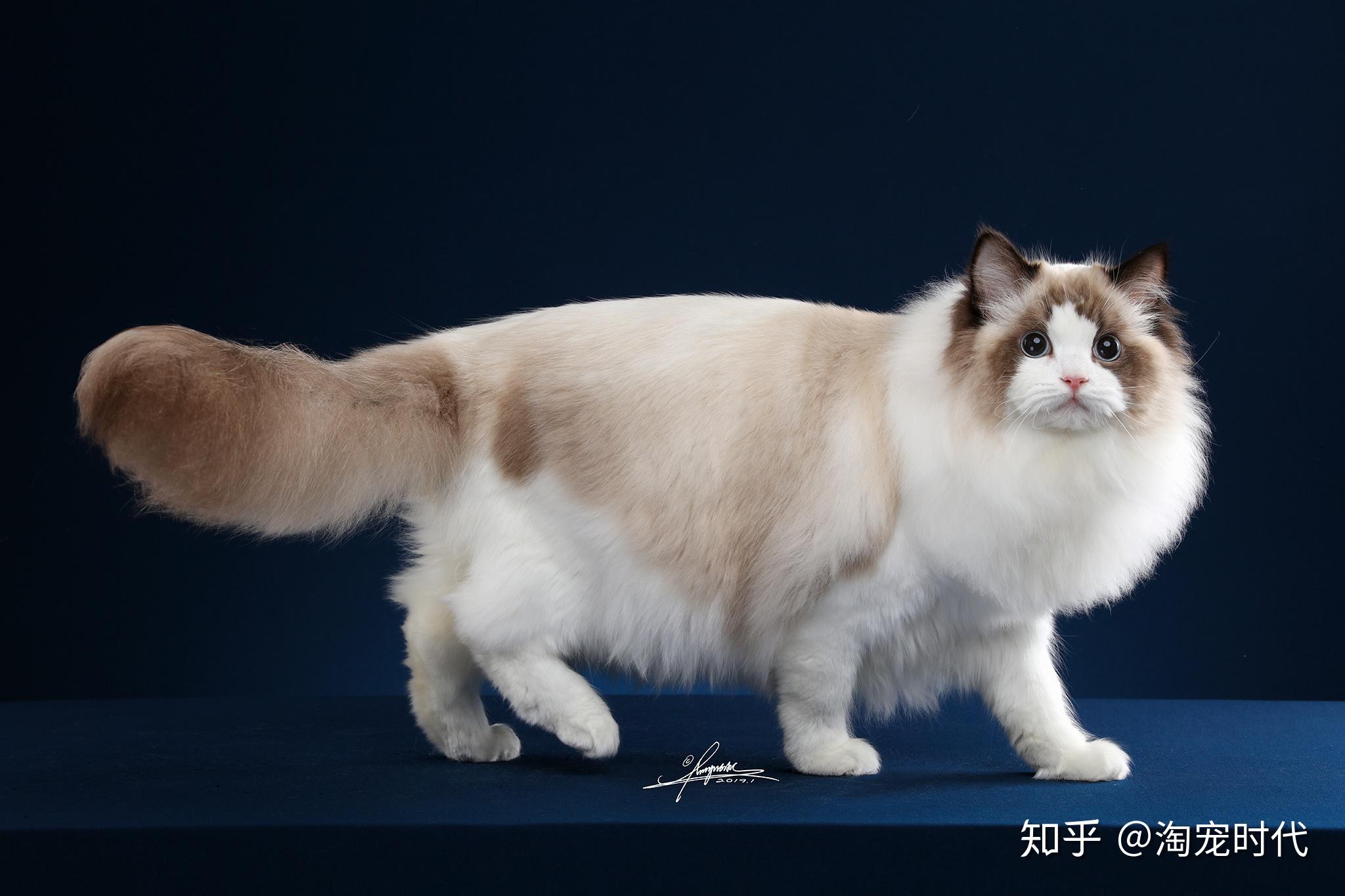 布偶猫智商是最高的猫类之一布偶猫什么价