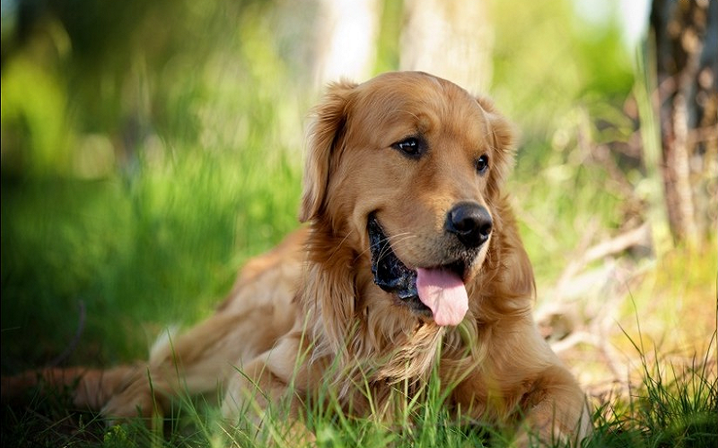 世界上智商最高的十种狗狗