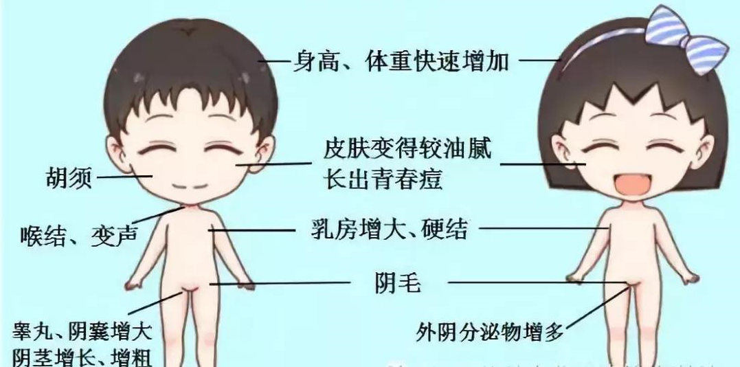 女孩青春期生理表现图片