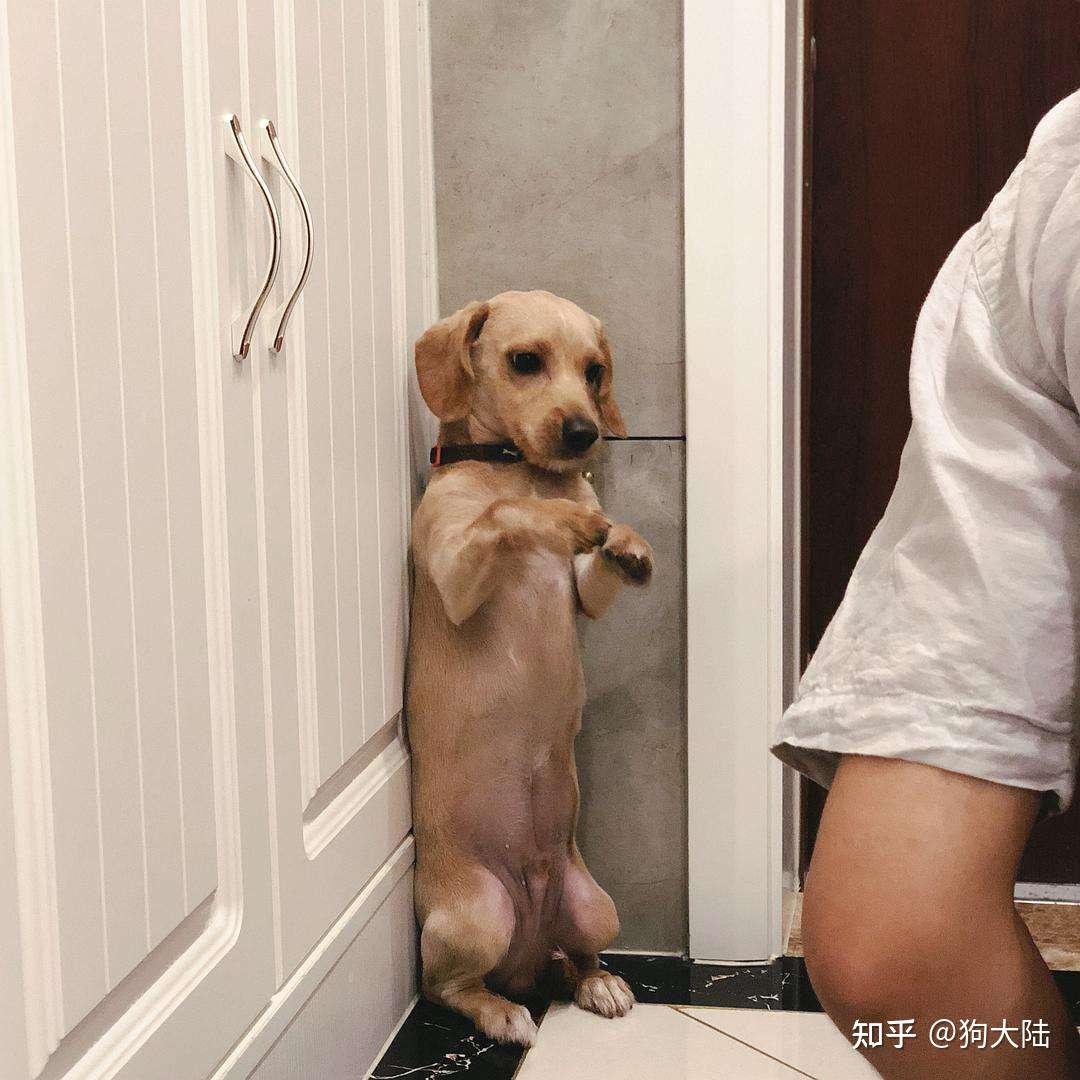 当它犯错后,主人有时候会让它去罚站,狗狗心虚还没等主人叫就主动过去