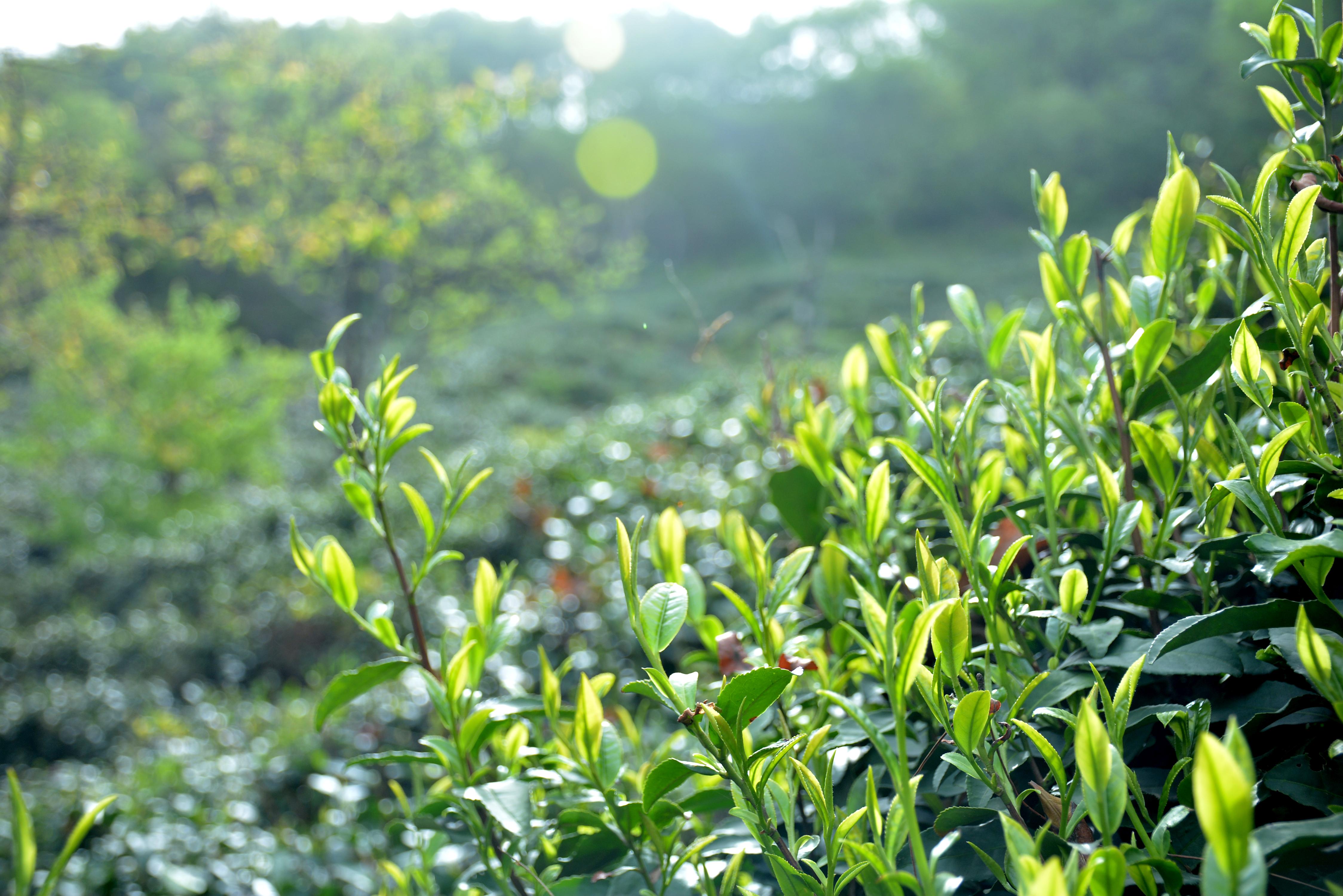 信阳毛尖茶林图片图片