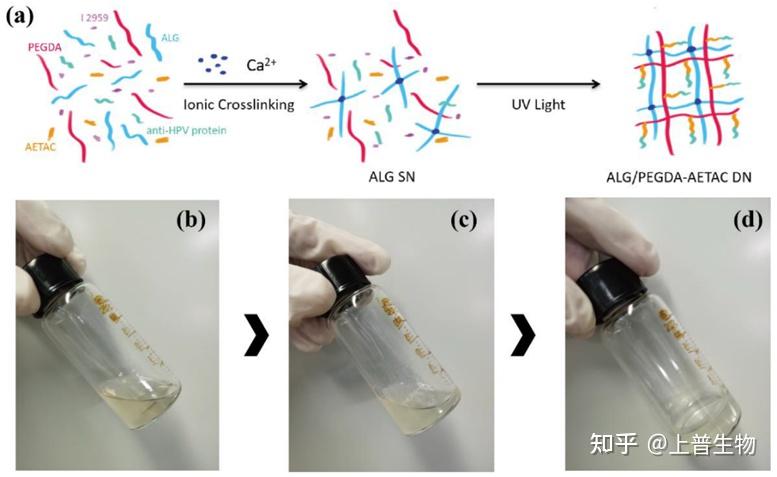 Biomedicines新型双网络水凝胶基于亲和控释原理实现抗人乳头瘤病毒蛋白的长期释放 知乎 